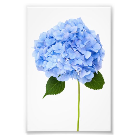 Hydrangea Fotodruck (Vorne)