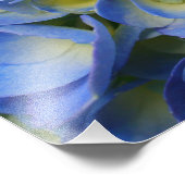 Hydrangea Fotodruck (Ecke)