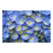 Hydrangea Fotodruck (Vorne)