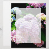 Hydrangea-Garten, rosa, blau, lila Blumen (Vorne/Hinten)