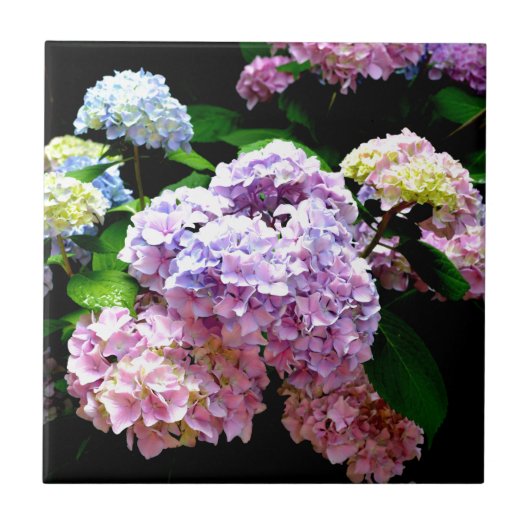 Hydrangea-Garten, rosa, blau, lila Blumen Fliese (Vorderseite)
