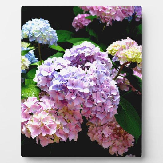 Hydrangea-Garten, rosa, blau, lila Blumen Fotoplatte (Vorderseite)