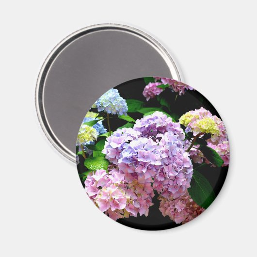 Hydrangea-Garten, rosa, blau, lila Blumen Magnet (Vorderseite/Rückseite)