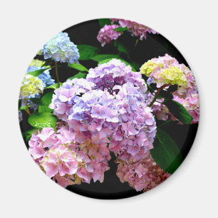 Hydrangea-Garten, rosa, blau, lila Blumen Magnet