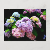 Hydrangea-Garten, rosa, blau, lila Blumen