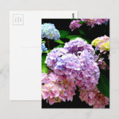 Hydrangea-Garten, rosa, blau, lila Blumen Postkarte (Vorne/Hinten)