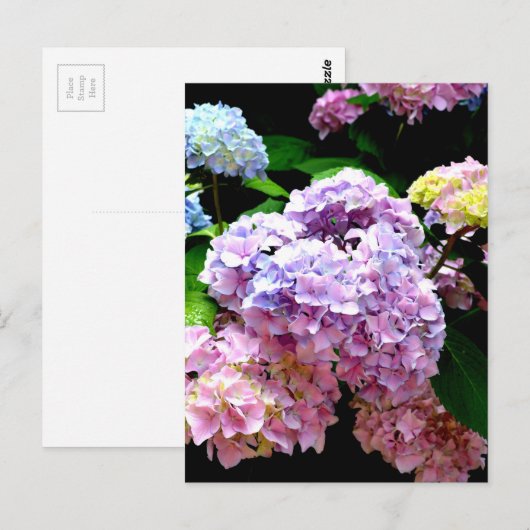 Hydrangea-Garten, rosa, blau, lila Blumen Postkarte (Vorne/Hinten)