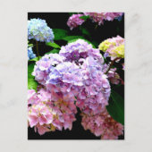 Hydrangea-Garten, rosa, blau, lila Blumen Postkarte (Vorderseite)