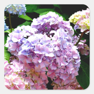 Hydrangea-Garten, rosa, blau, lila Blumen Quadratischer Aufkleber