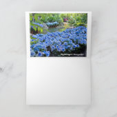 Hydrangea [Greeting Card] カード Karte (Innenseite)