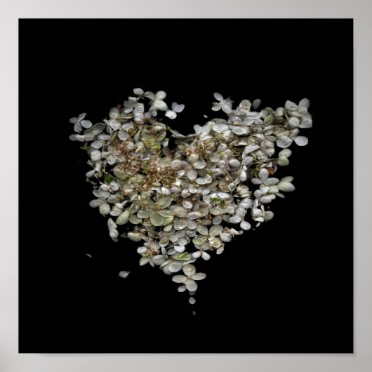 Hydrangea Herz Botanisches Poster (Vorne)