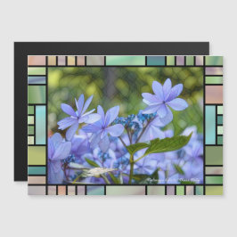 Hydrangea hybrida "Dance Party" [Magnet-Karte] Magnetkarte