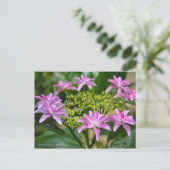 Hydrangea hybrida 'Dance Party' [Postcard] ポ ス ド ト Postkarte (Stehend Vorderseite)