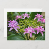 Hydrangea hybrida 'Dance Party' [Postcard] ポ ス ド ト Postkarte (Vorne/Hinten)