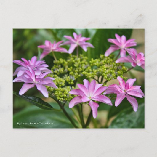 Hydrangea hybrida 'Dance Party' [Postcard] ポ ス ド ト Postkarte (Vorderseite)