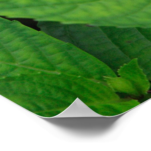 Hydrangea im Wald Poster (Ecke)