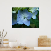 Hydrangea in Bloom Poster (Küche)