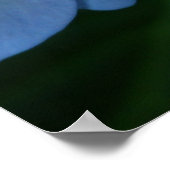 Hydrangea in Bloom Poster (Ecke)