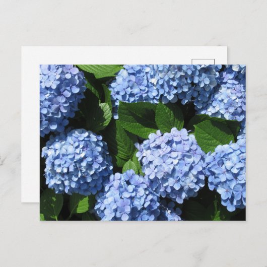 Hydrangea: Japan Postkarte (Vorne/Hinten)