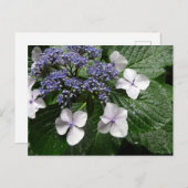 Hydrangea: Japan Postkarte (Vorne/Hinten)
