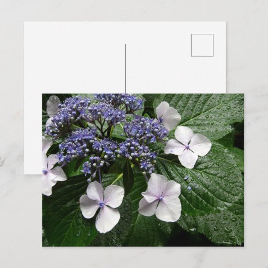 Hydrangea: Japan Postkarte (Vorne/Hinten)