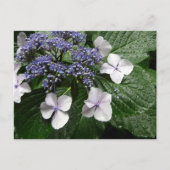 Hydrangea: Japan Postkarte (Vorderseite)