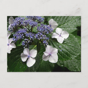 Hydrangea: Japan Postkarte
