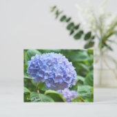 Hydrangea "Jogasaki" [Postcard] ポ ス ト ド Postkarte (Stehend Vorderseite)