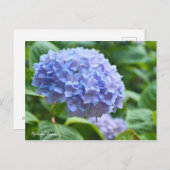 Hydrangea "Jogasaki" [Postcard] ポ ス ト ド Postkarte (Vorne/Hinten)