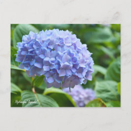 Hydrangea "Jogasaki" [Postcard] ポ ス ト ド Postkarte