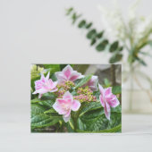 Hydrangea 'Konpeito' [Postcard] ポストカード Postkarte (Stehend Vorderseite)