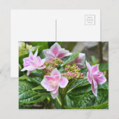Hydrangea 'Konpeito' [Postcard] ポストカード Postkarte (Vorne/Hinten)