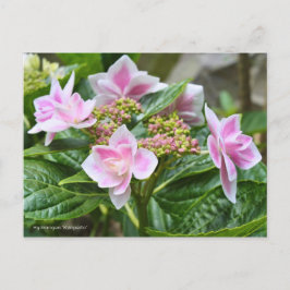 Hydrangea 'Konpeito' [Postcard] ポストカード Postkarte