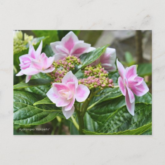 Hydrangea 'Konpeito' [Postcard] ポストカード Postkarte (Vorderseite)