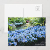 Hydrangea "Konpeito" [Postkarte] Postkarte (Vorne/Hinten)