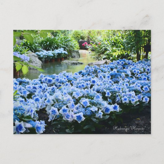 Hydrangea "Konpeito" [Postkarte] Postkarte (Vorderseite)