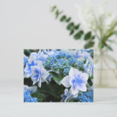 Hydrangea "Konpeito" [Postkarte] Postkarte (Stehend Vorderseite)