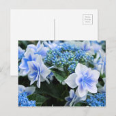 Hydrangea "Konpeito" [Postkarte] Postkarte (Vorne/Hinten)