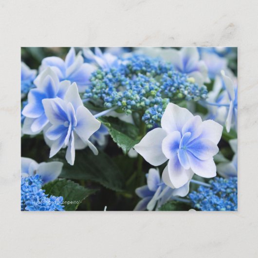 Hydrangea "Konpeito" [Postkarte] Postkarte (Vorderseite)