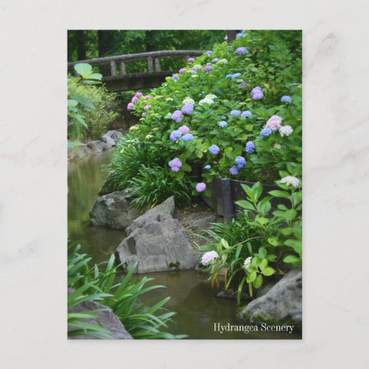 Hydrangea-Landschaft:Postkarte Postkarte (Vorderseite)