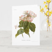 Hydrangea lindleyana karte (Gelbe Blume)