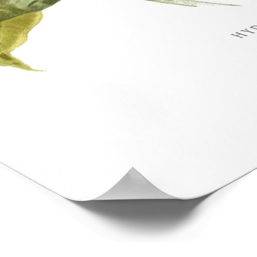 Hydrangea lindleyana poster (Ecke)