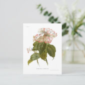 Hydrangea lindleyana postkarte (Stehend Vorderseite)