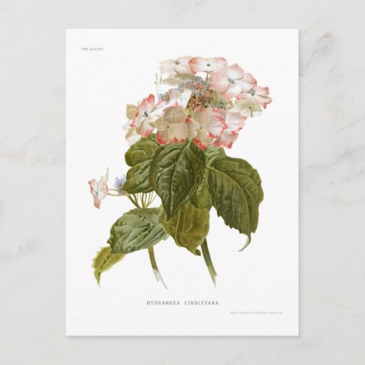 Hydrangea lindleyana postkarte (Vorderseite)