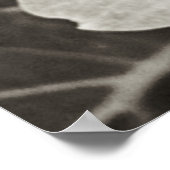 Hydrangea Macro Schwarz-Weiß-Fotografie Poster (Ecke)