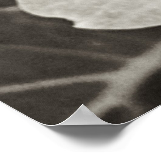 Hydrangea Macro Schwarz-Weiß-Fotografie Poster (Ecke)