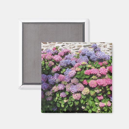 Hydrangea Magnet (Vorderseite/Rückseite)