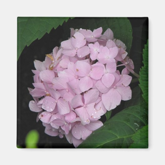Hydrangea Magnet (Vorne)