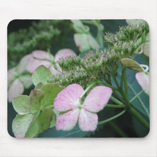 Hydrangea Mousepad (Vorne)