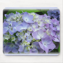 Hydrangea